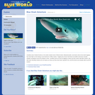 Blue Shark Adventure