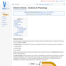 Adrenal Glands - Anatomy & Physiology