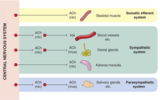 Autonomic Nervous System